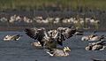 Bar-headed geese