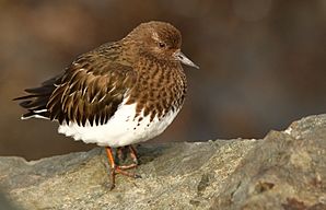 BlackTurnstone-18FEB2017