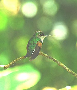 Blue-capped Hummingbird.jpg