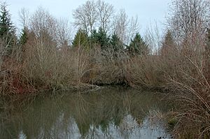 Blue lake pond