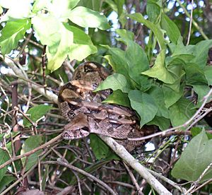 Boa constrictor coiled