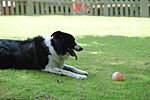 Border Collie Highland Stables