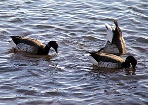 Brant-geese-milford-ct-20181225