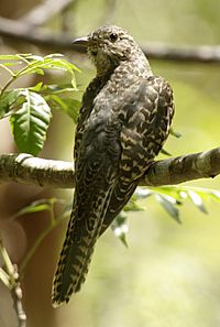 Brush cuckoo juv kobble09