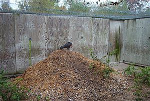 Brushturkeykansaszoo