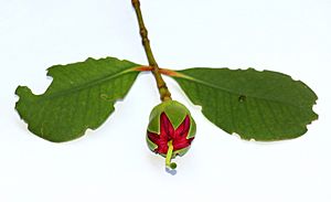 Bud of Mangrove Apple.JPG