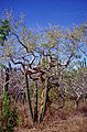 Bursera-microphylla-baja