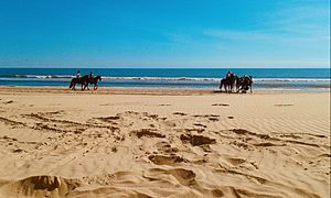 Caballos en playas de Almonte