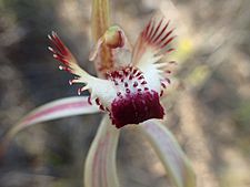 Caladenia heberleana 01