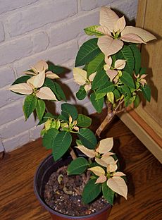 Champagne Bonsai Poinsettia