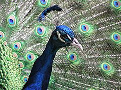 Closeup of an Indian Blue Peacock's head
