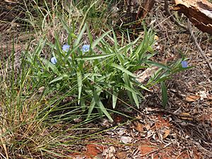 Commelina ensifolia habit.jpg