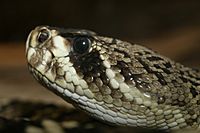 Crotalus adamanteus (1)