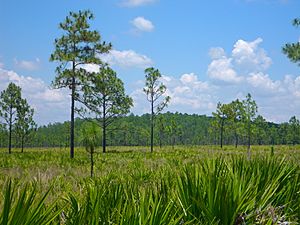 Cypress dome