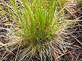 Deschampsia elongata2