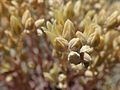 Dudleya abramsii setchellii 74620648