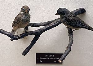 Emberiza hortulana nhm