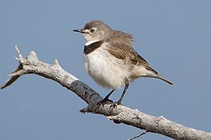 Epthianura albifrons - Orielton Lagoon.jpg