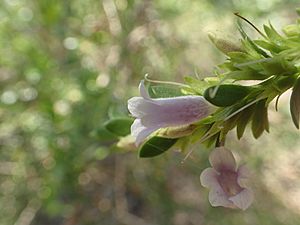 Eremophila lactea.jpg