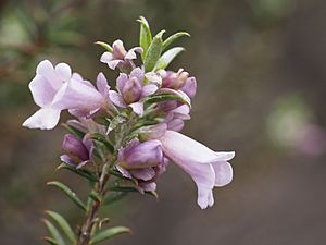 Eremophila psilocalyx (leaves and flowers).jpg