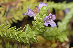 Eremophila ternifolia.jpg