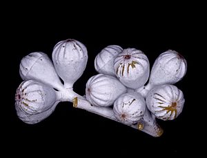 Eucalyptus canescens subsp. canescens buds