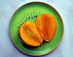 Fairchild Mango.jpg