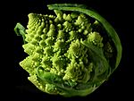 Fractal Broccoli