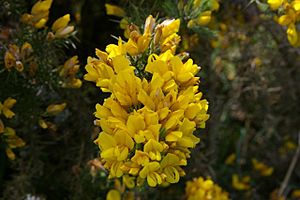 Gorse wales3