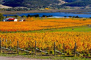 Granton Vineyard, Tasmania in autumn