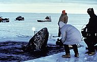 Gray whale, theb3672