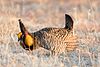 Greater Prairie Chicken (Tympanuchus cupido) (20351644665).jpg