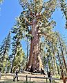 Grizzly Giant, Mariposa Grove, Yosemite National Park, CA - June 2022