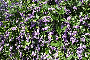 Hardenbergia comptoniana trellis