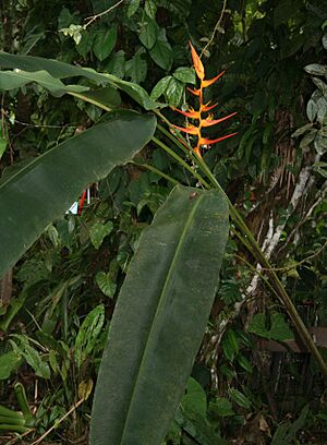 Heliconia latispatha 2