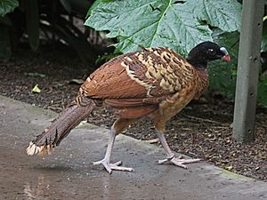 Helmeted Curassow female RDW2