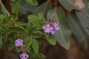 Hemigenia incana gnangarra.JPG