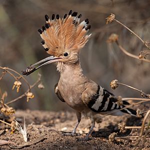 Hoopoe with insect