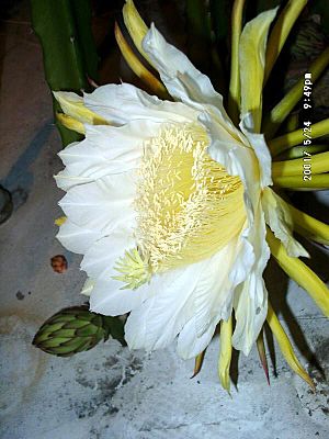 Hylocereus costaricensis7EDWARD.jpg