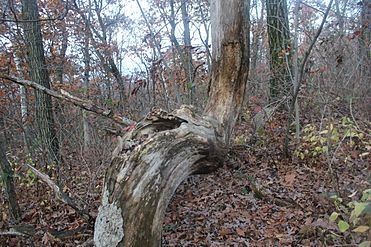 Indiantreemarker