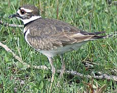 Killdeer23.jpg