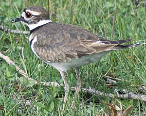 Killdeer23