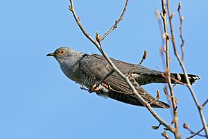 Kuckuck (Cuculus canorus) by Tim Peukert