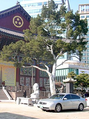 Lacebark pine of Susong-dong.jpg