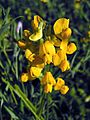 Lathyrus pratensis closeup