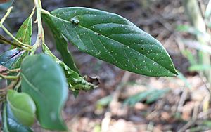 Laurel leaves with venation.jpg