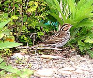 Little Bunting.jpg