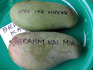 Mango BrahmKaiMeu Asit fs.jpg