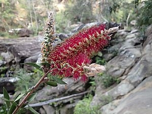 Melaleuca flammea (leaves and flowers).jpg