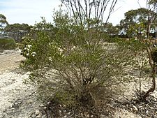 Melaleuca quadrifaria (habit)